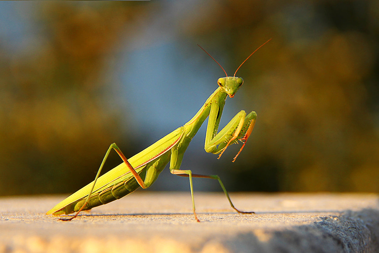 Praying Mantis - Insect Lore