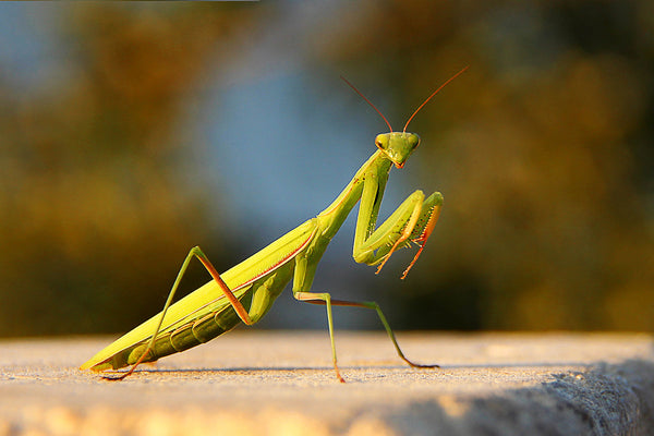 Praying Mantis - Insect Lore