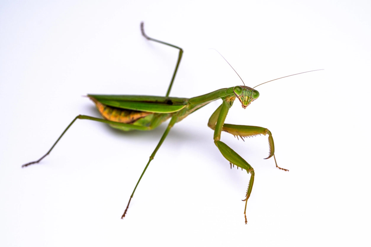 10 Fun and Interesting Praying Mantis Facts for Kids