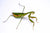 Praying mantis on a white background looking at the viewer.