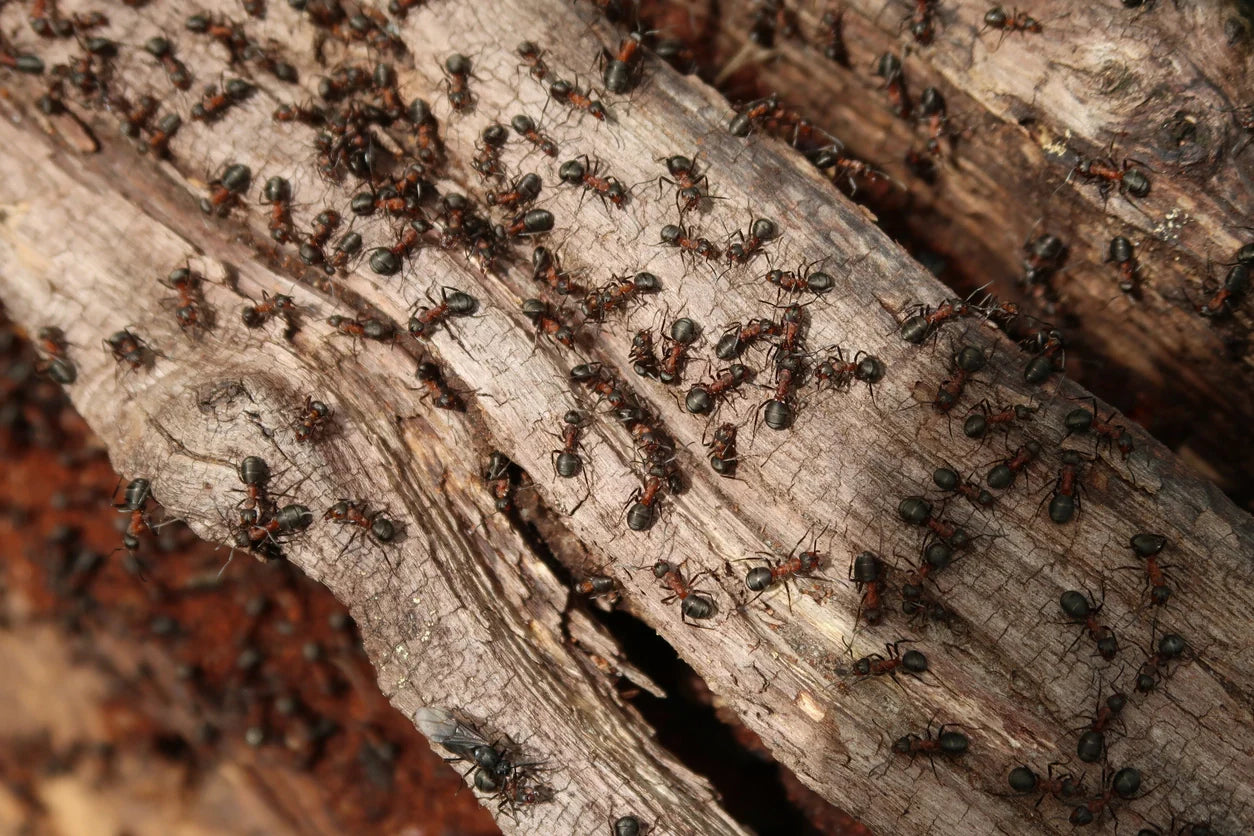 Where Do Ants Go During The Winter? - Insect Lore