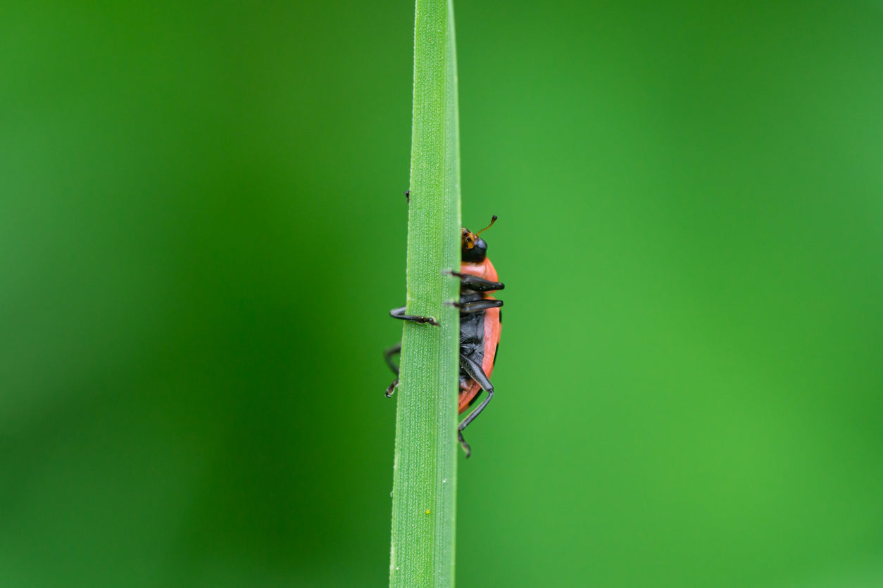 A ladybug climbing a blade of grass.