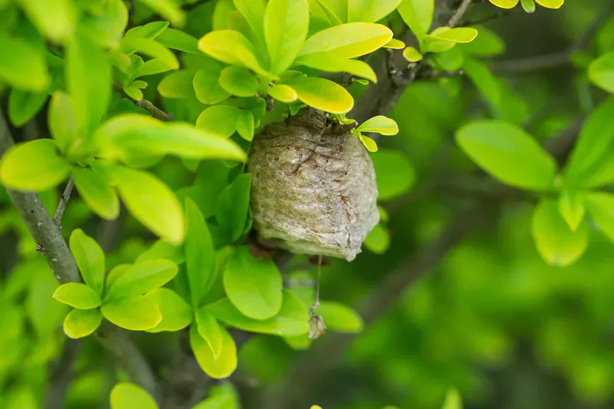Praying mantis egg sac hanging from a branch surrounded by green leaves with a partially blurred background. 