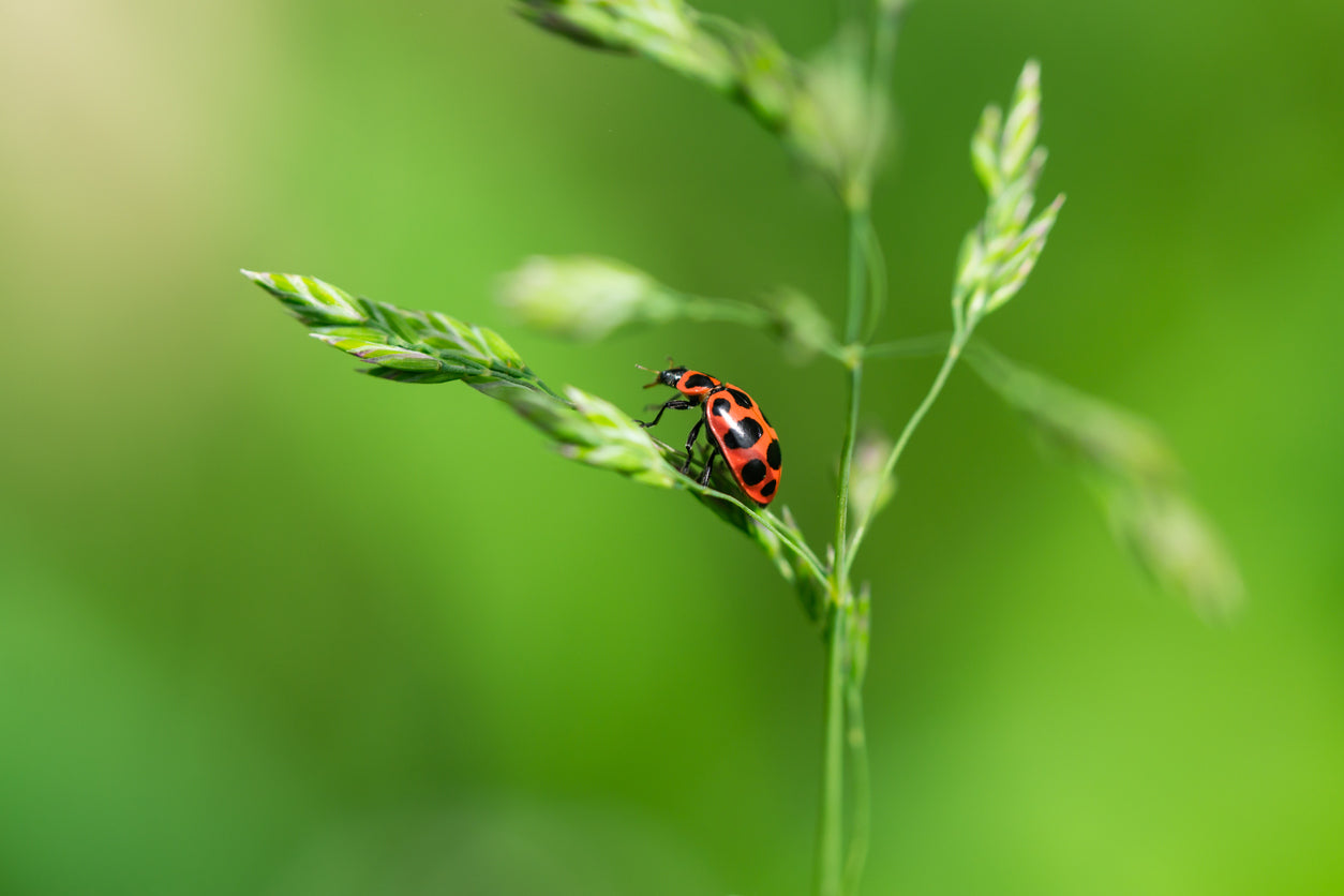 Ladybug perched atop the end of a green plant.