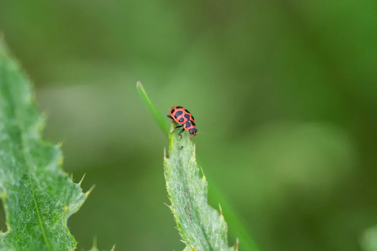A single ladybug sitting on the end of a green plant.