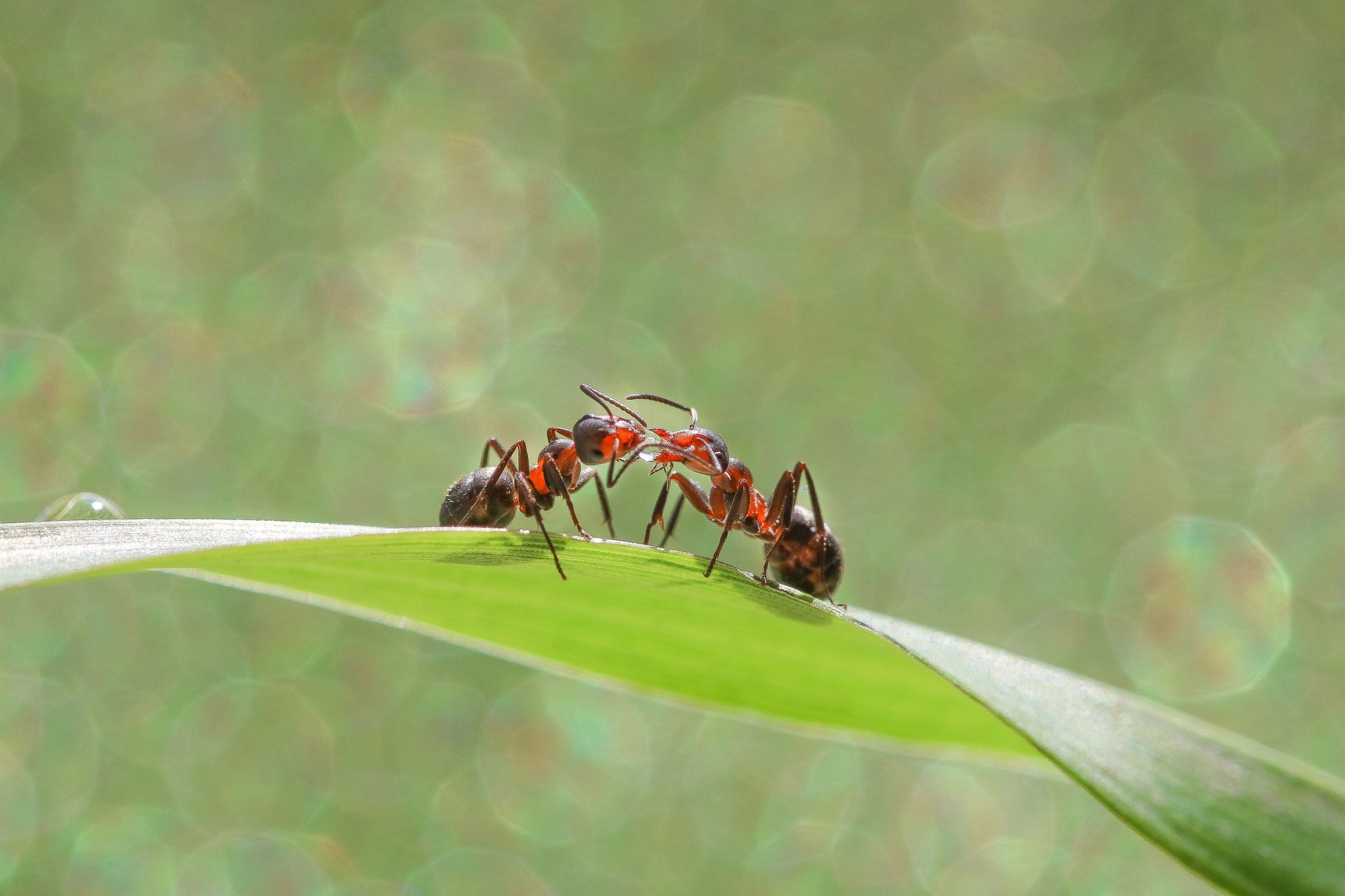 Fun and Interesting Ant Facts for Kids
