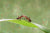 Two red and black ants interacting on a leaf with a blurry background. 