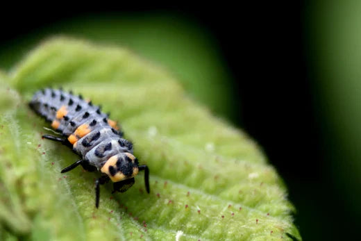 Ladybug larvae sitting on a green leaf with a blurry background.