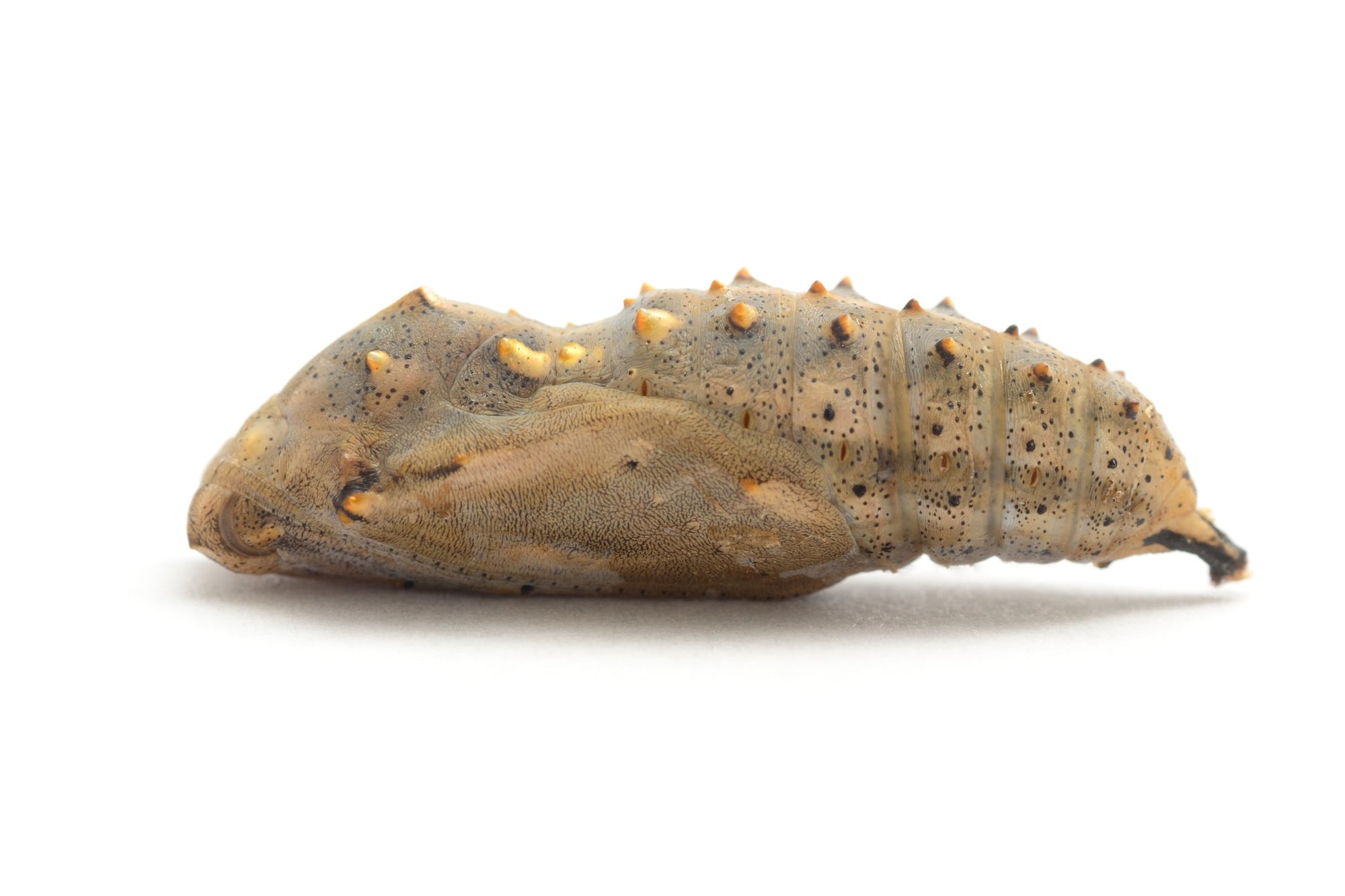 A butterfly chrysalis lying on its side with a white background.