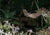 Night Flowers and Nocturnal Pollinators
