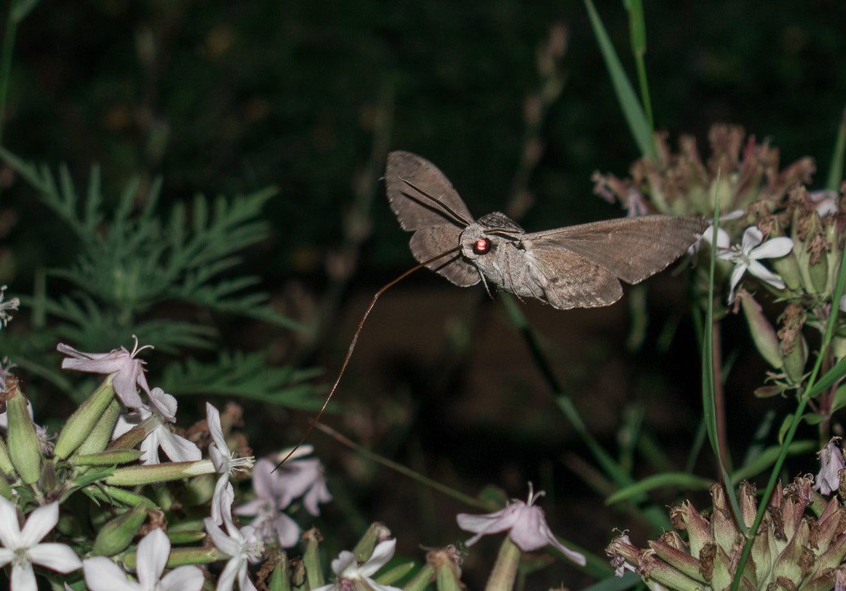 Moth in the middle of pollination amidst flowers and plants.