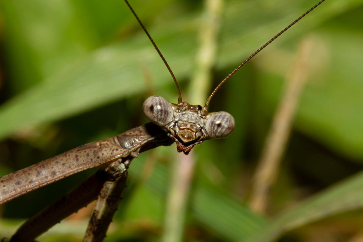 Close up image of a praying mantis face, with blurred grass in the background. 