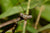 Close up image of a praying mantis face, with blurred grass in the background. 