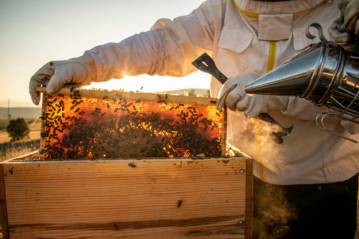 Beekeeper removing honeycomb from a bee hive
