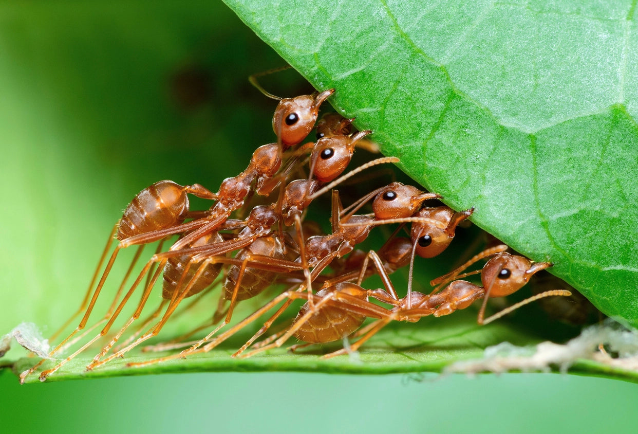5 Fascinating Ant Colony Behaviors