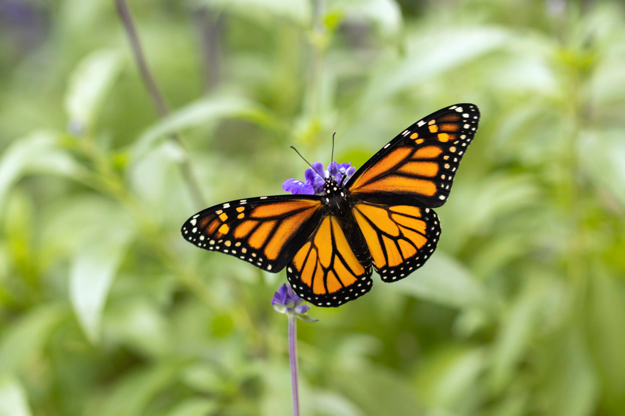 Monarch butterfly resting on a purple flower with green leaves blurred in the background.