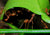 Multiple harvester ants lifting up a giant leave on a plant.
