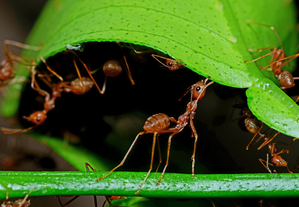 Multiple harvester ants lifting up a giant leaf on a plant.