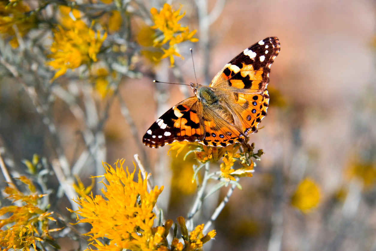 Painted Lady vs. Monarch: Which Butterfly Is Best for Raising?