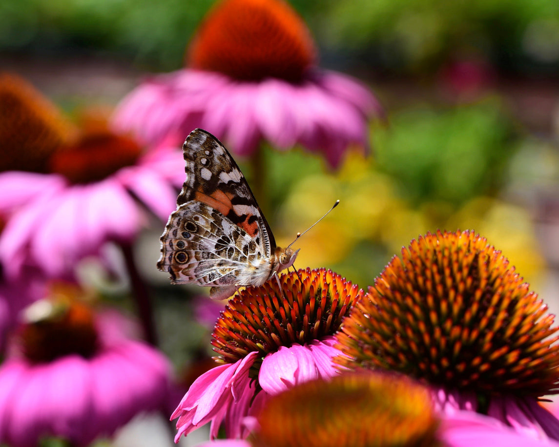 An orange and white speckled butterfly resting on the center of a pink flower with more flowers in a blurry background.