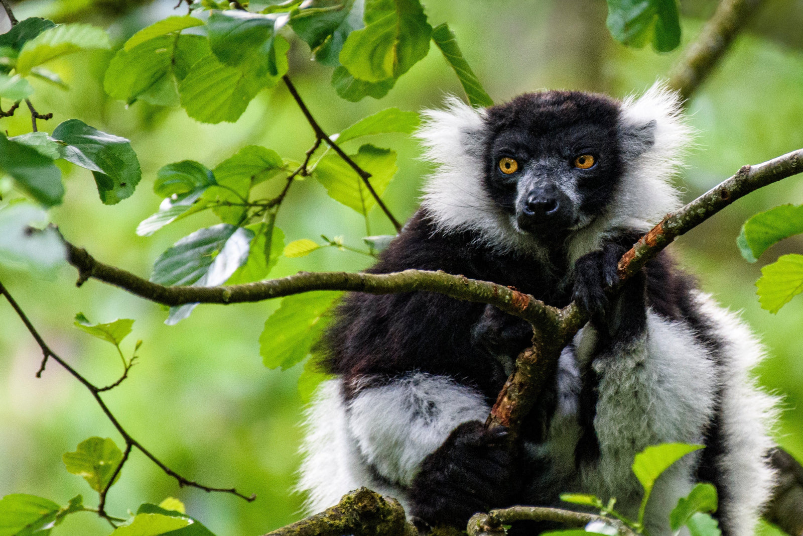 Mini-Blog: Who's That Pollinator?