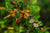 A large group of Monarch butterflies congregating on a plant with a blurry background. 