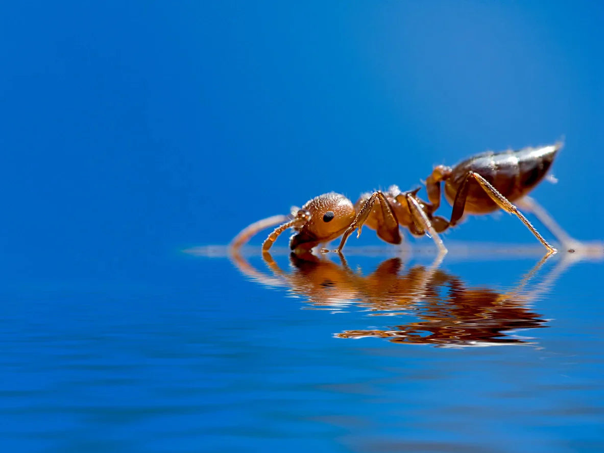 A lone harvester ant drinking from a pool of clear blue water.