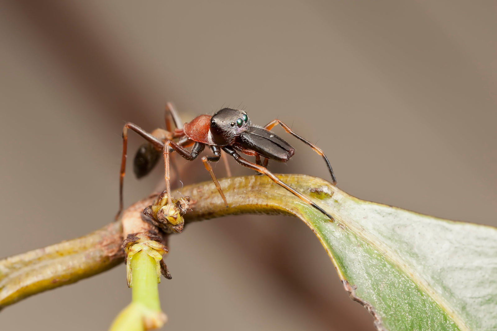 Mini Blog: Insect Mimicry