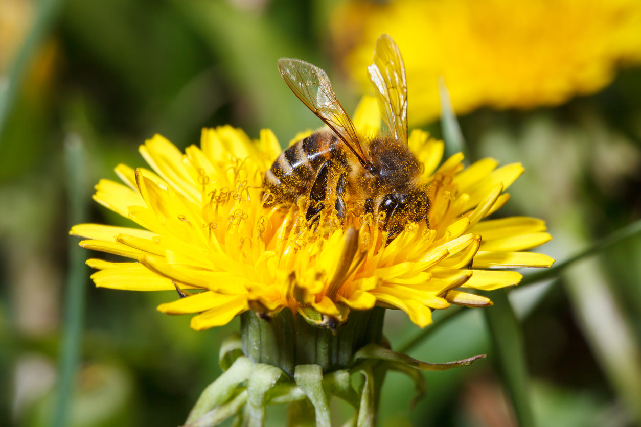 A pollinating bee with its wings outstretched sitting on a yellow flower
