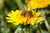 How to Help Pollinators: Simple Steps That Make a Big Impact