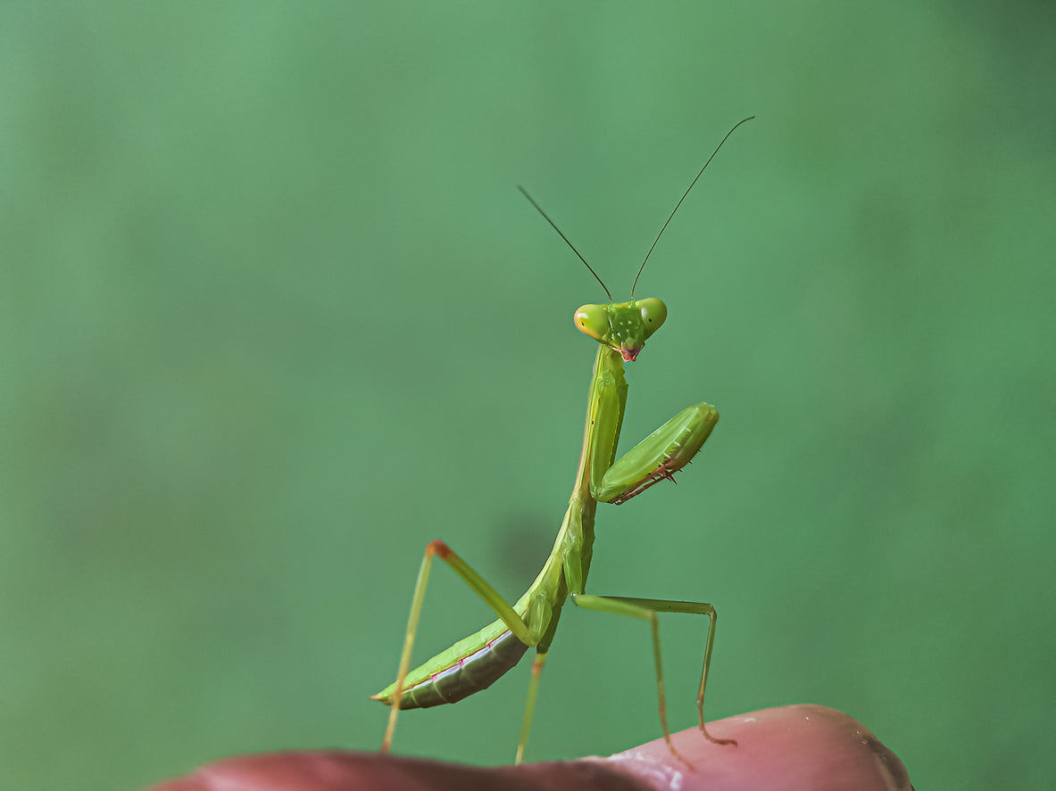 Praying Mantis standing on a thumb looking at camera. 