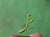 Praying Mantis standing on a thumb looking at camera. 