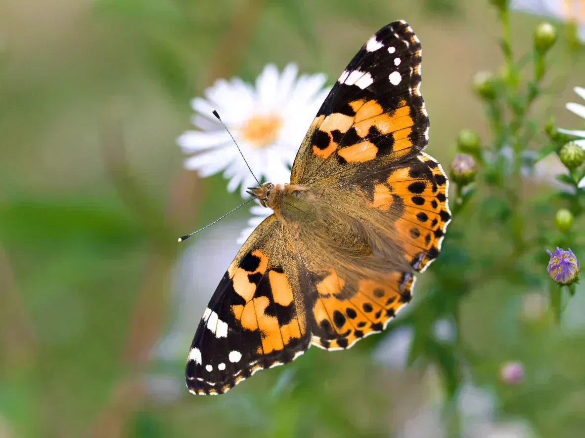 Painted lady butterfly flying with a white flower in the blurry background.