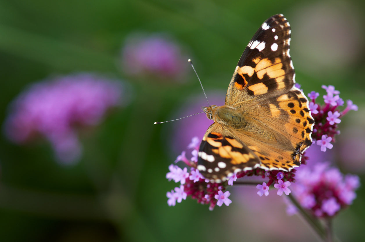 Luck of the Butterfly: A Symbol of Fortune