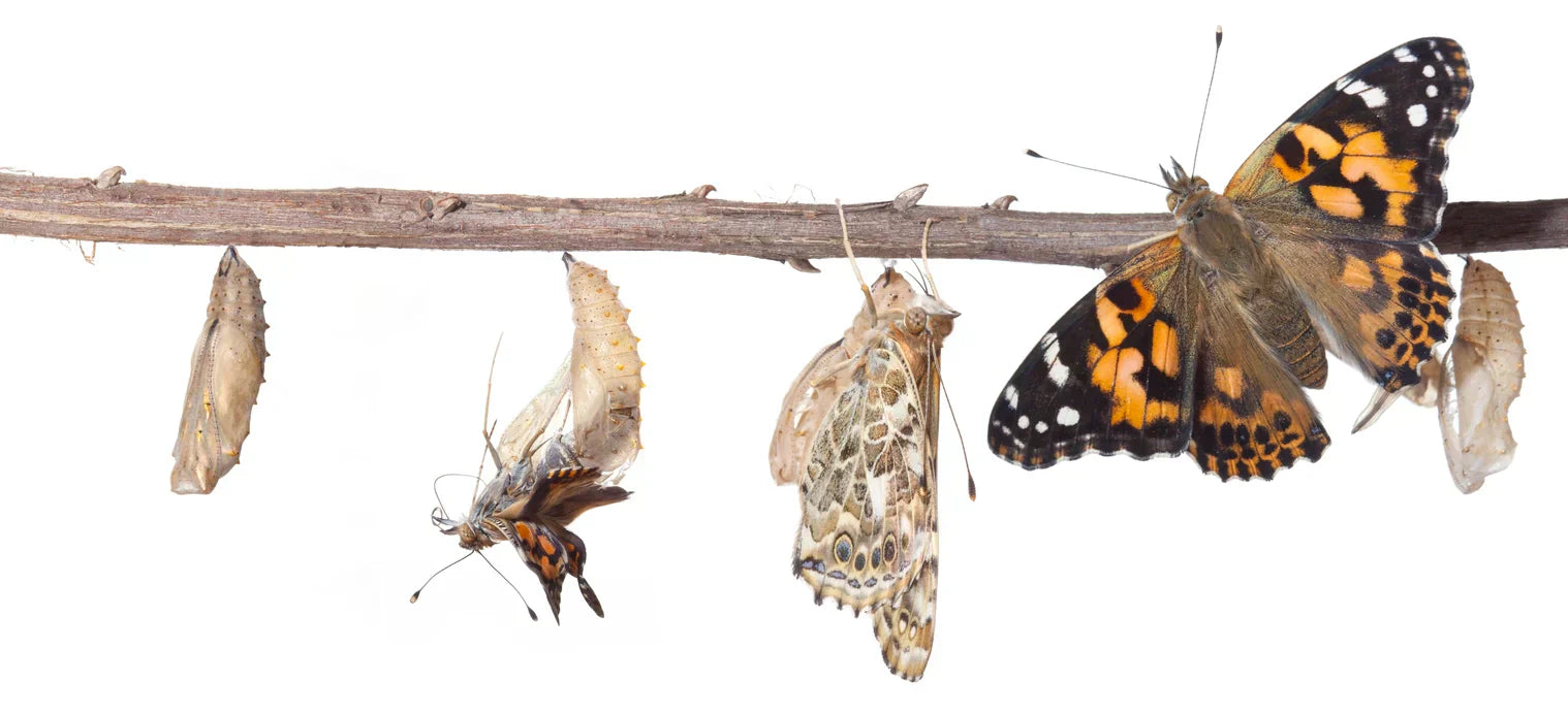 The lifecycle of a painted lady butterfly against a white background. 
