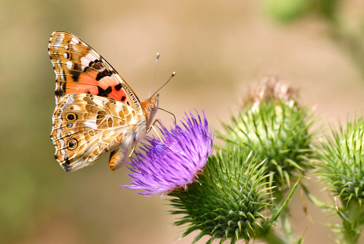 Painted lady butterfly on a purple plant with a blurred background.