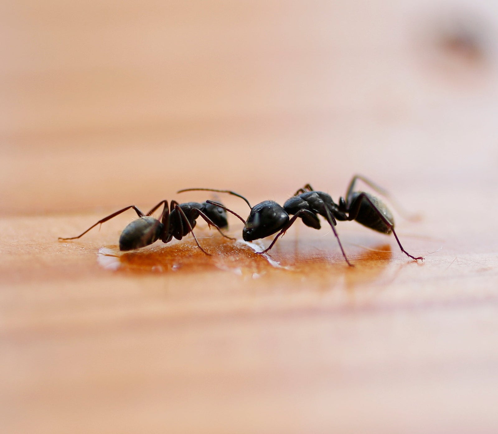 Two black ants face-to-face on a wood surface.