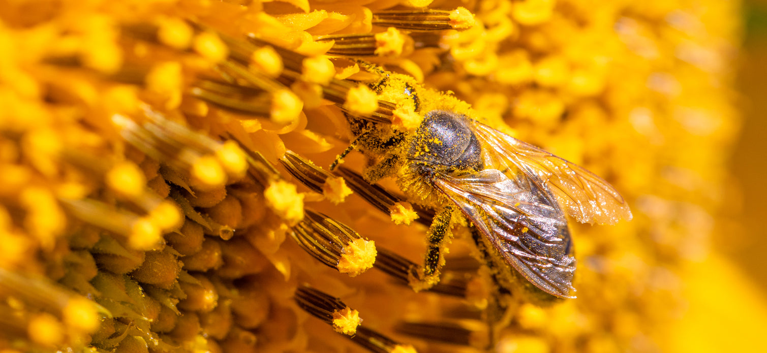 Bee covered in pollen sitting on yellow plant.
