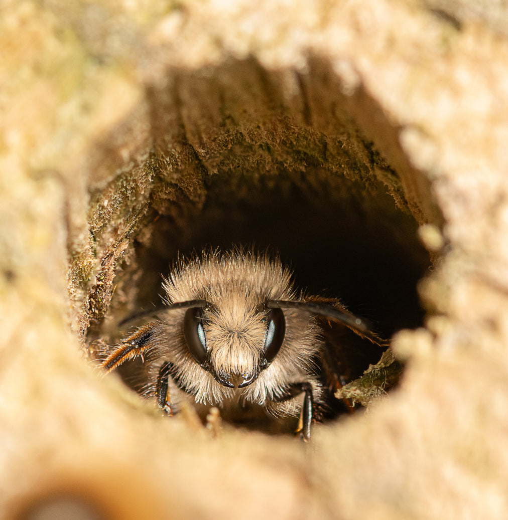 Mason bee looking at camera while sitting inside of it's nest