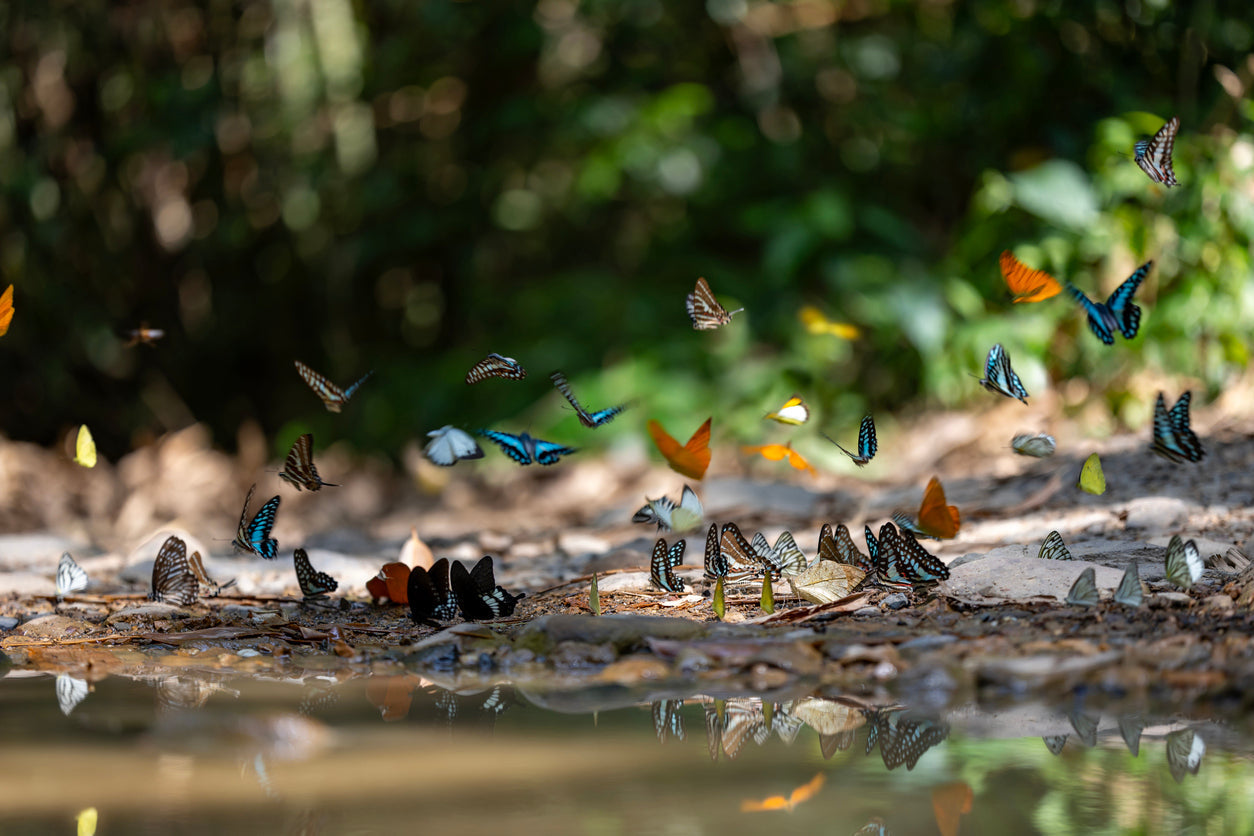 A large group of butterflies of varying colors swarming around a small pool of water in a forest.