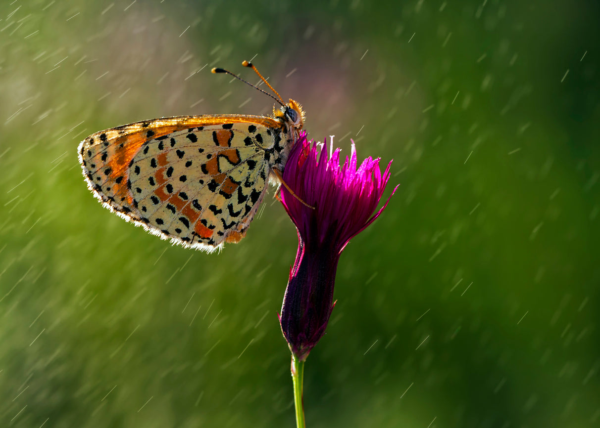 Super El Nino and Butterflies: What This Winter Could Mean for Migration