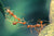 Five ants bridging a gap between a leaf and another structure. 