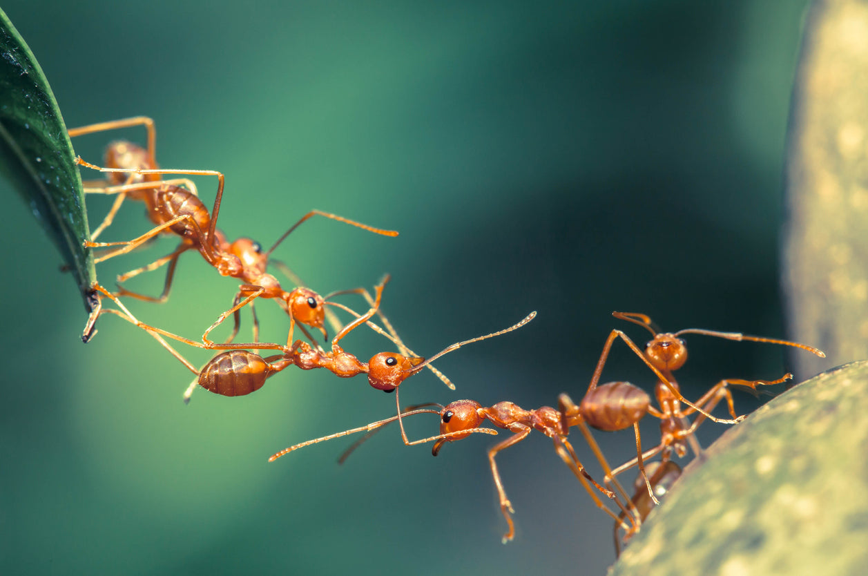 Five harvester ants working together to bridge a gap between a leaf and another structure. The background is green and blurry.
