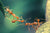 Five harvester ants working together to bridge a gap between a leaf and another structure. The background is green and blurry.
