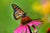 Painted Lady Butterfly resting on a pink flower with a blurred green background. 