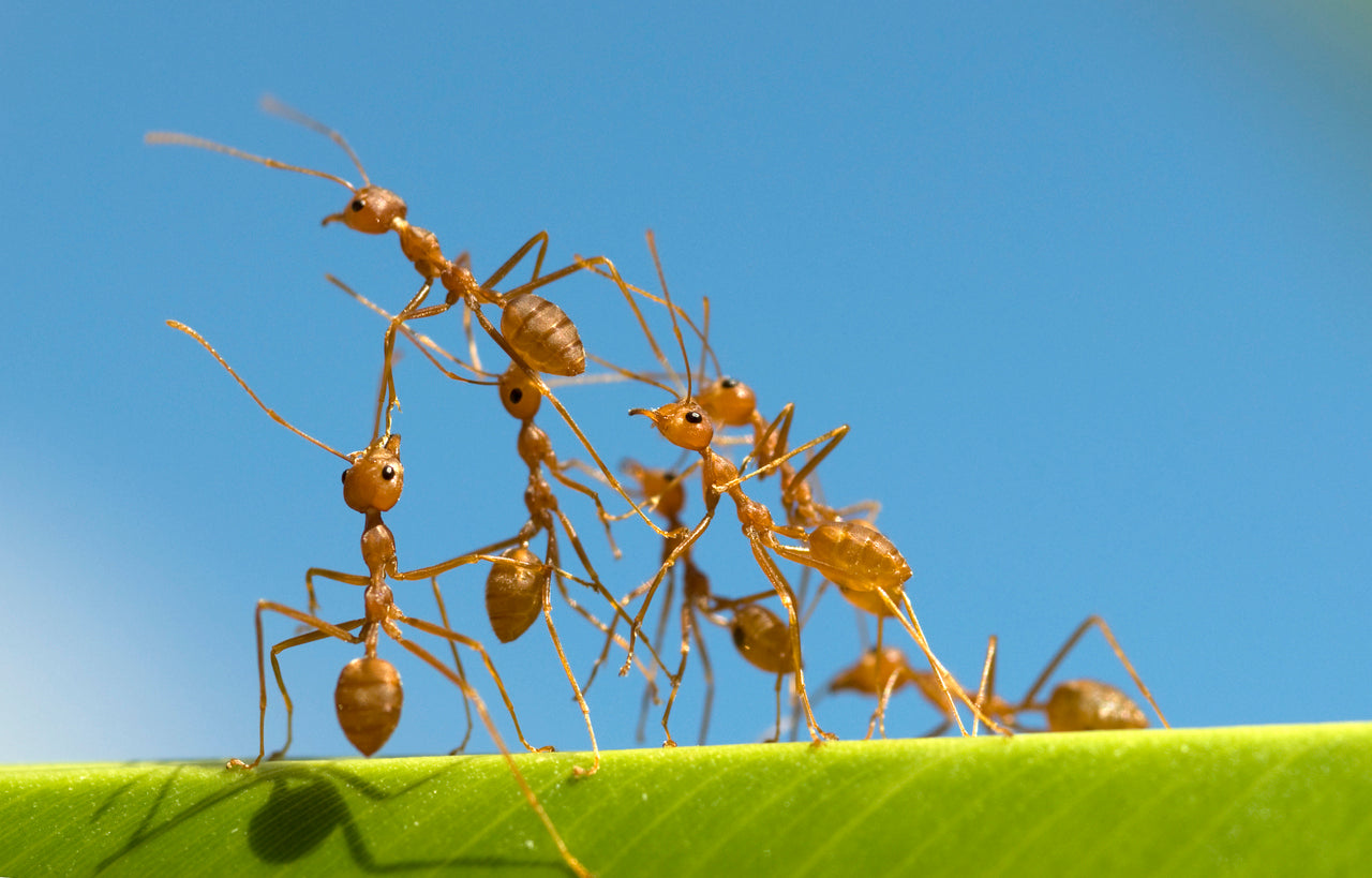How Do Ants Communicate? Understanding Ant Pheromones