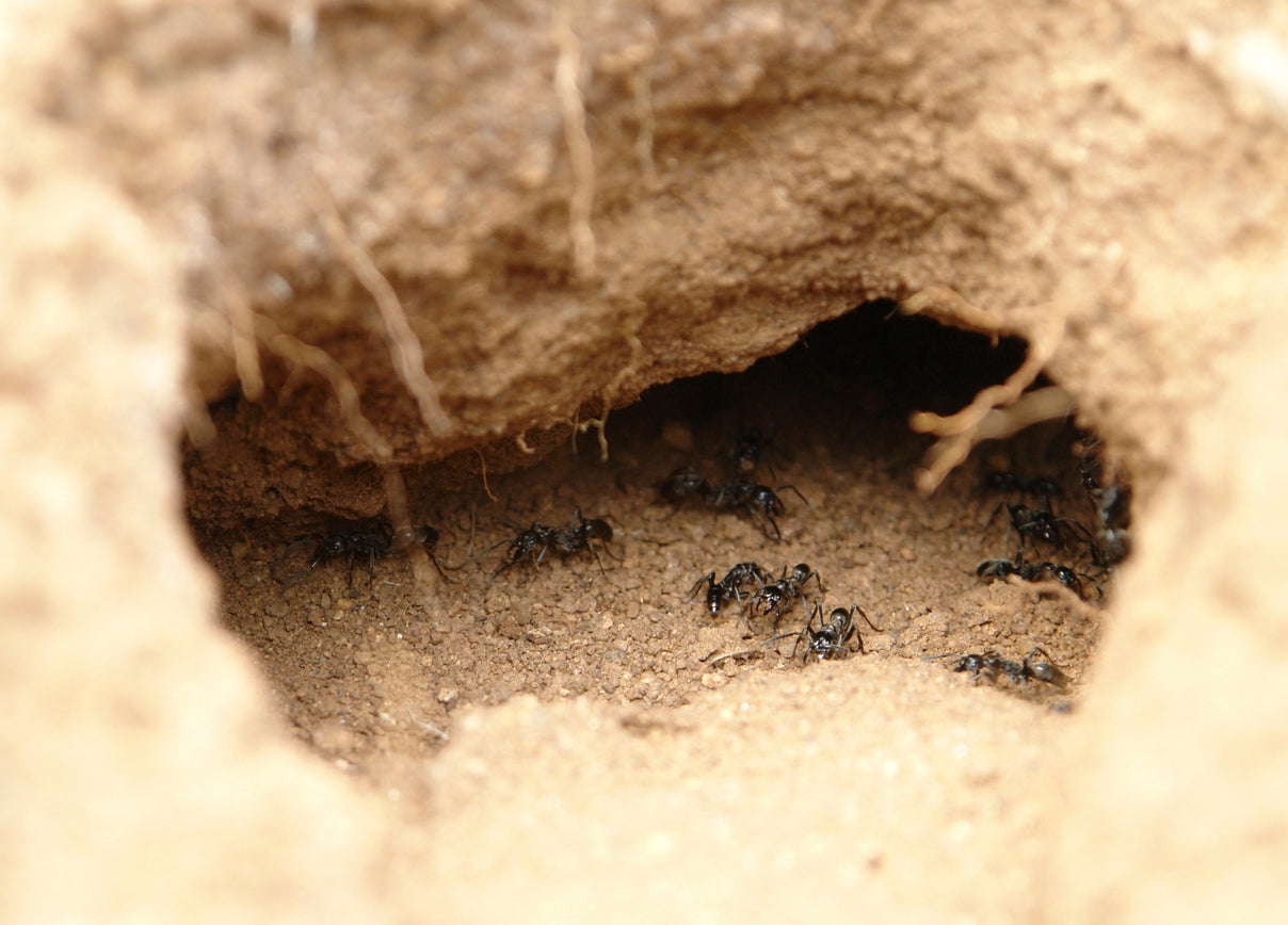 Close-up photo of shallow hole in ground where multiple black ants are visible.