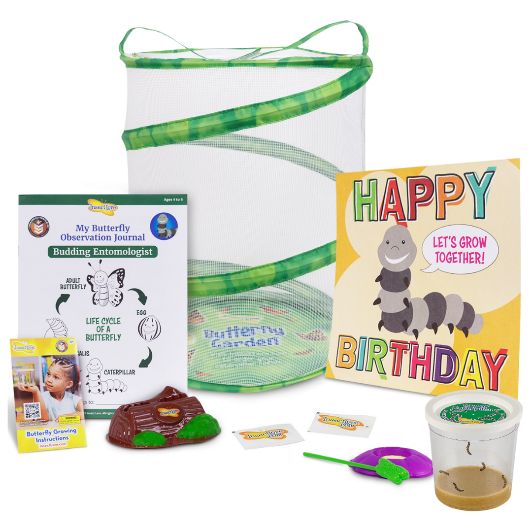 Butterfly Garden Birthday Kit With Live Caterpillars - Insect Lore