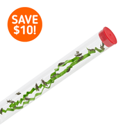 Tube of Ladybug Larvae - Special Offer!