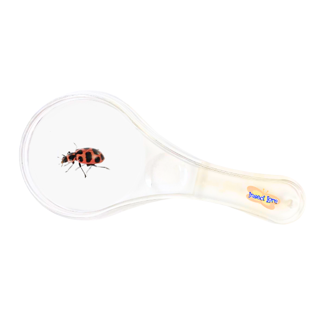 Ladybug Land with Live Larvae with FREE Tube and Insect Inspector